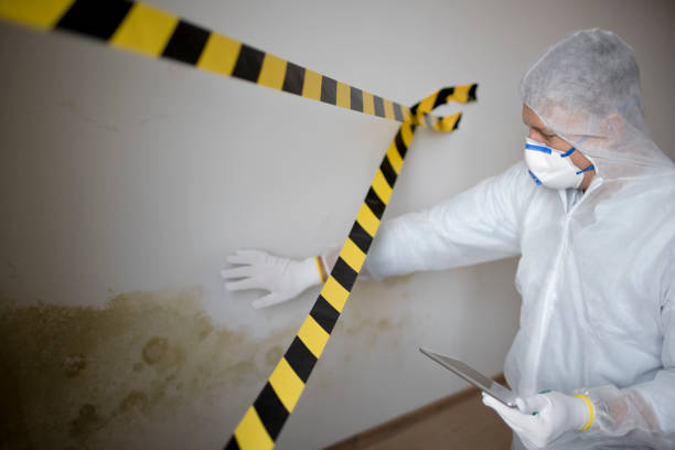 Best Mold removal after water damage  in Roanoke, VA